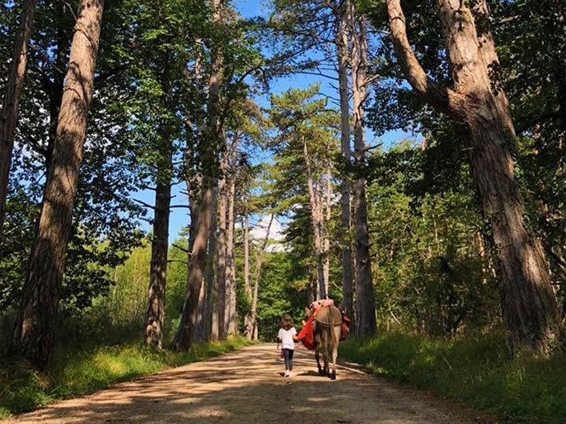 A sunlit path through tall pine trees